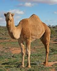 floppapediawiki's tweet photo. camel https://t.co/ZwQyimLKom