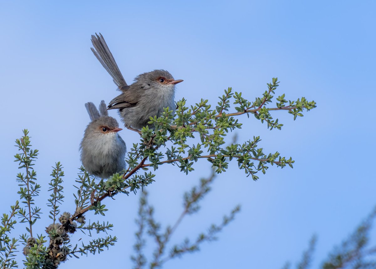 Joel Williams (@joelfishecology) on Twitter photo Last night we had a group of about 12 fairywrens following us around the garden. To me they are the clown fish of the sky, so hard to photograph! Thanks to <a href="/andrew_katsis/">Dr Andrew Katsis</a> I learnt these little birds have a fascinating history. Check out this thread! Last night we had a group of about 12 fairywrens following us around the garden. To me they are the clown fish of the sky, so hard to photograph! Thanks to <a href="/andrew_katsis/">Dr Andrew Katsis</a> I learnt these little birds have a fascinating history. Check out this thread!