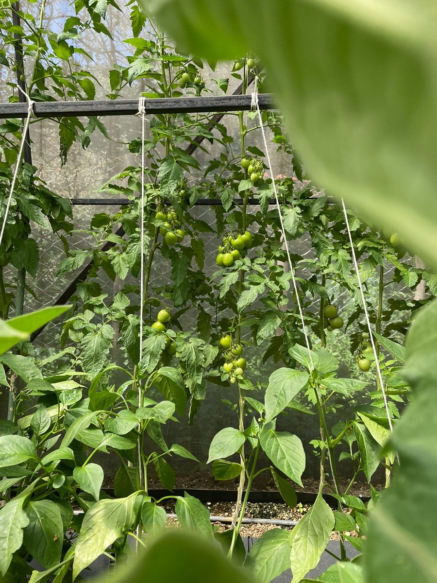 VerticalFarmKe's tweet photo. Do you have a dream or the need to grow your own produce all year round sustainably for your airbnb, camp, hotel, school or home, call us on 0729 476 598 / 0796 858 867 and we’ll grow together. https://t.co/3UtrLSisqD