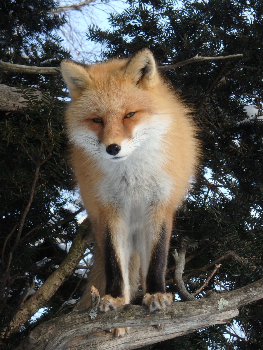 🐱#ねこの日、らしいので

ねこ系🦊すずちゃん😊

#北きつね牧場 #キタキツネ