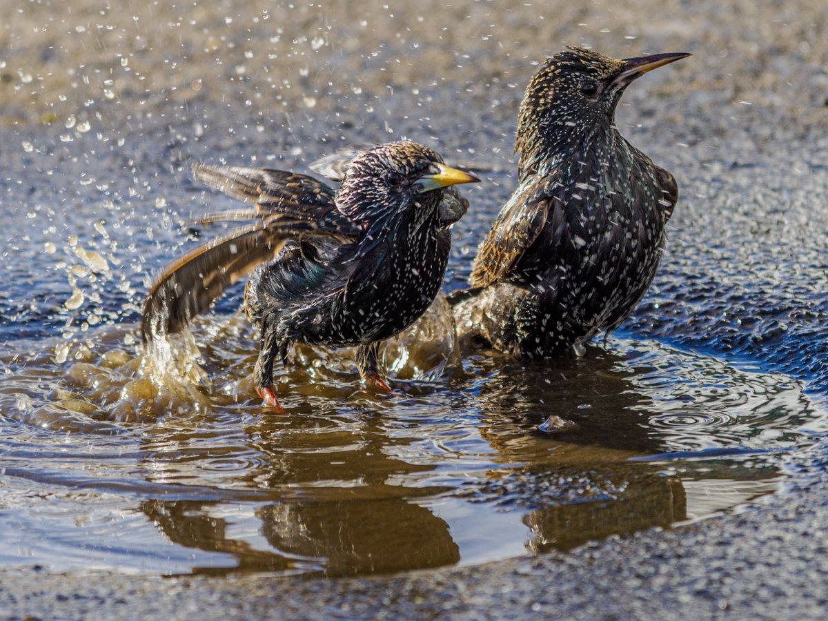 Spotting those little things happening right in front of you makes it worth carrying a camera.
<a href="/OMSYSTEMcameras/">OM SYSTEM Cameras</a> #OM1