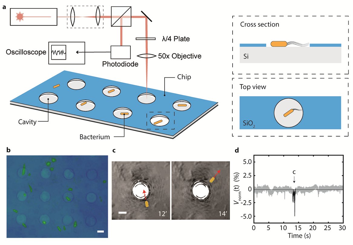 Happy to share our new preprint! Here we develop and use a single cell optical detection technique to perform Antibiotic Susceptibility Testing on single motile bacteria. This work was done together with <a href="/cees_dekker/">cees dekker - also at @ceesdekker.bsky.social</a> lab and Farbod Alijani lab. biorxiv.org/content/10.110…