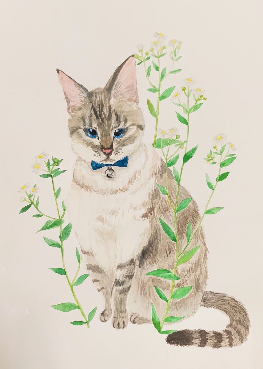 no humans animal focus cat blue eyes looking at viewer flower bowtie  illustration images