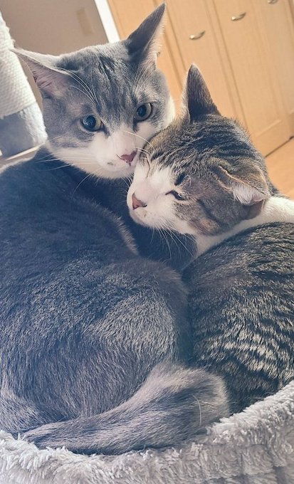 ねこのひ 