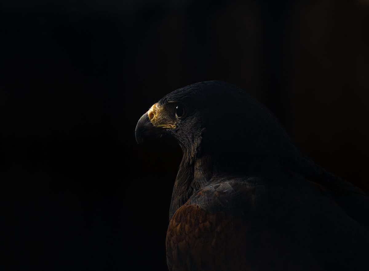 John Noctor tweet media