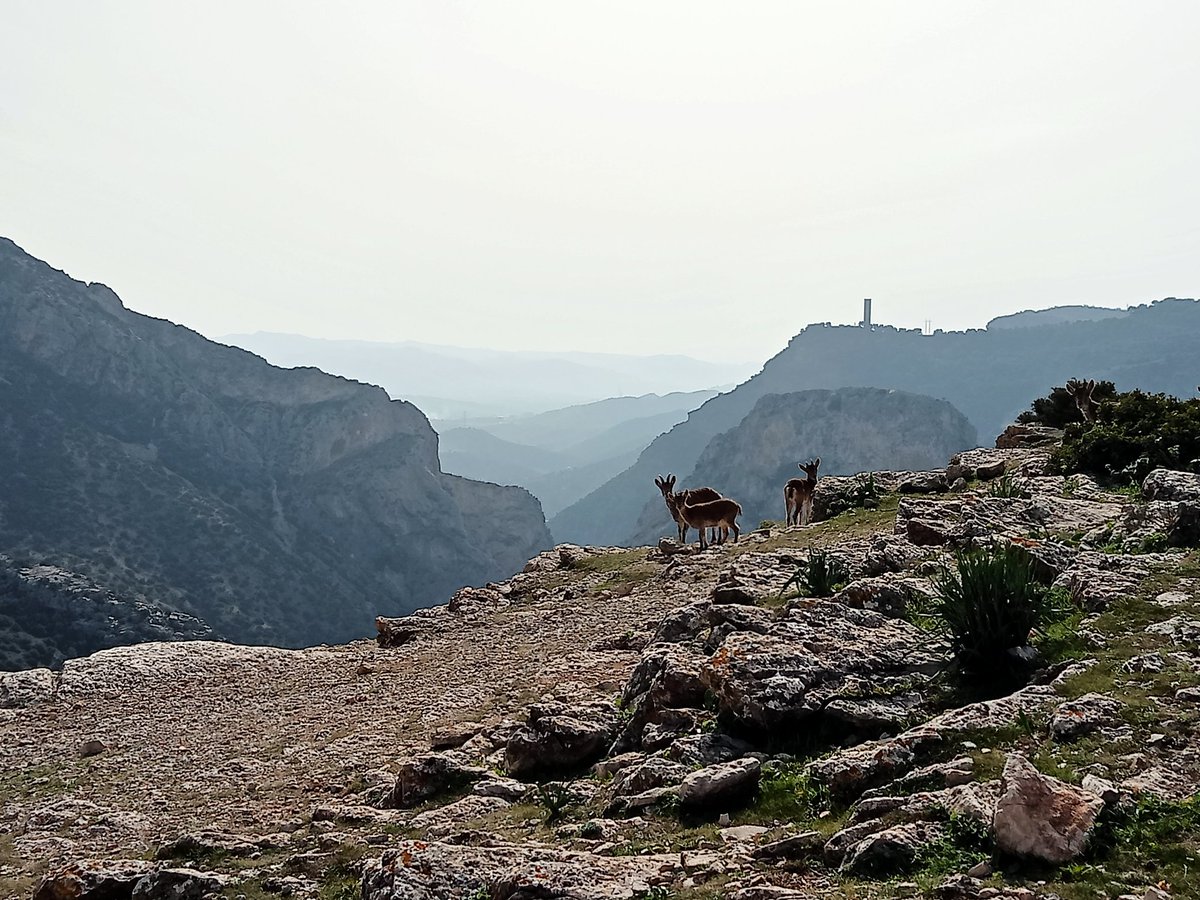 elmoreno_1973's tweet photo. Mirador de las Buitreras (Paraje Natural Desfiladero de los Gaitanes, Málaga).
21/02/2023
#elchorro #miradordelasbuitreras #desfiladerodelosgaitanes #descubretuentorno #rinconesconencanto 

https://t.co/DUvXskPGBv https://t.co/rdIGbIVzjz