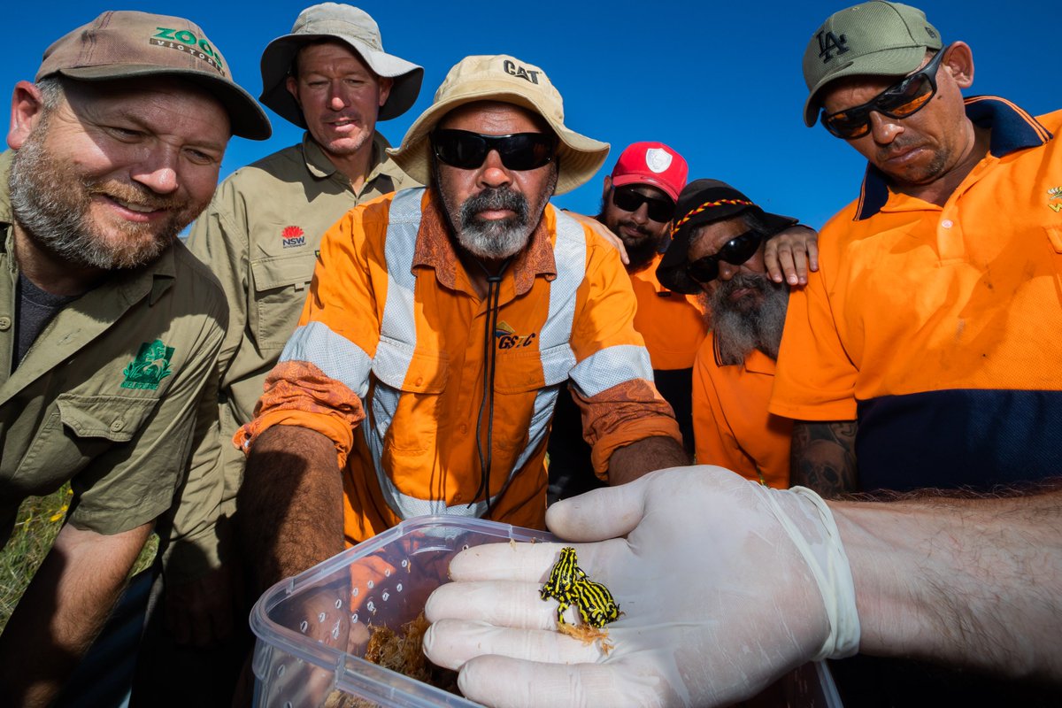 100 Southern Corroboree #Frogs were released into enclosures that were near engulfed by the Black Summer.

This wouldnt be possible without David Hunter from #savingourspecies, MichaelMcFadden from #TarongaZoo, #VicZoos, #PragueZoo and the Walgulu mob. 

📷 by DPE / Alex Pike