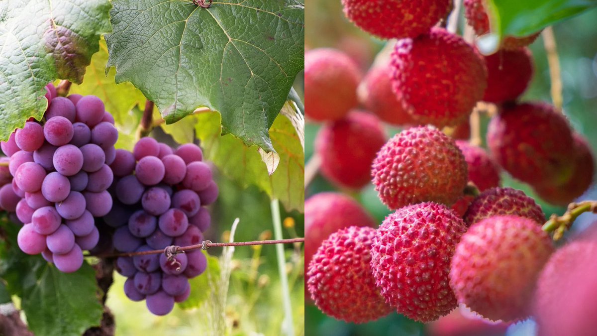 Are Grapes Related to Lychee? Find out here: balconygardenweb.com/are-grapes-rel…
#fruits #garden #grapes #lychee #tropical #plants #garden #gardening #balconygardenweb