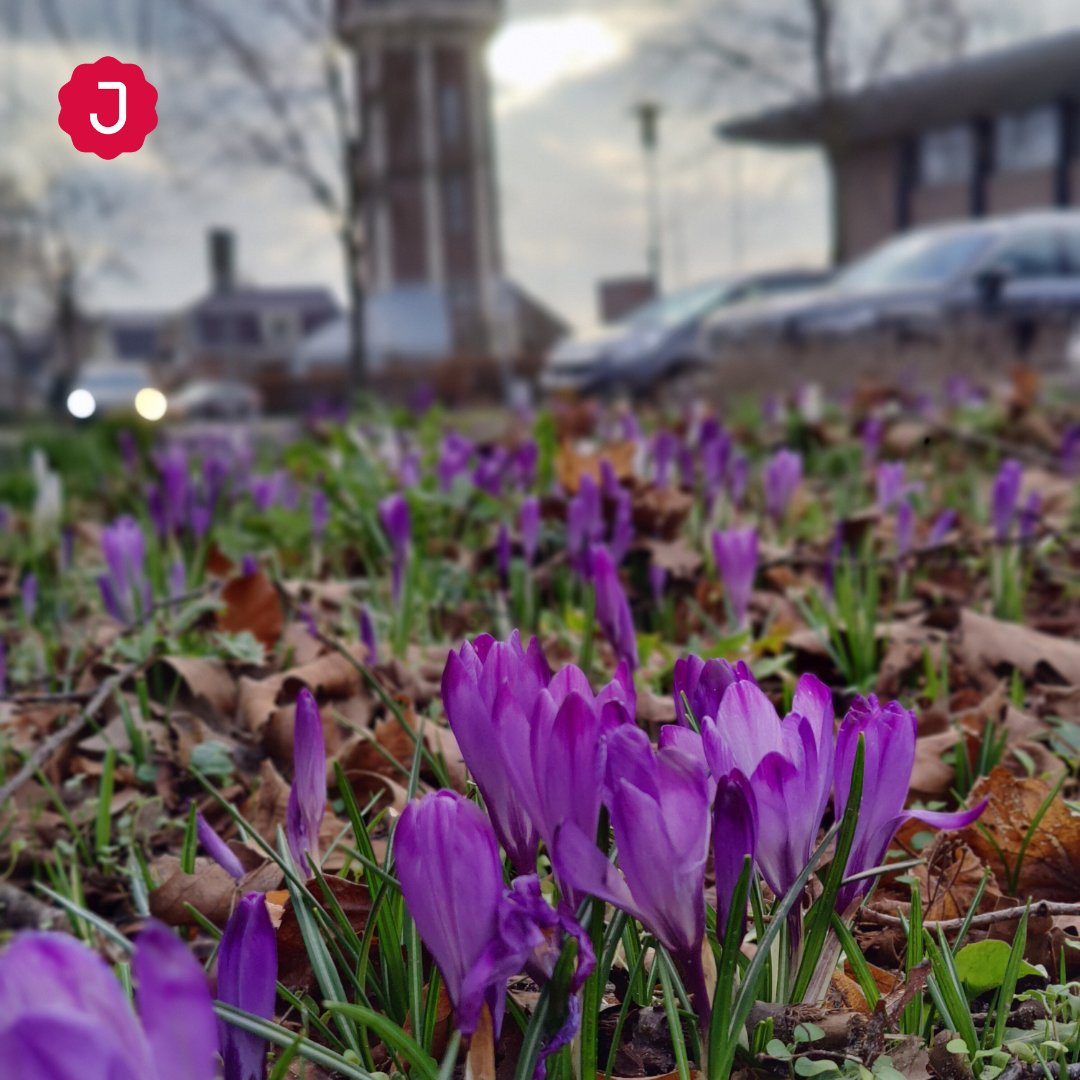 Het park staat weer mooi in bloei. Echt wat een mooi gezicht!
