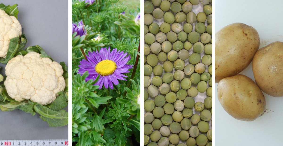 NordGen's tweet image. Ett tidigt vårtecken? Snart kan privatpersoner beställa #frön och miniknölar av #potatis från NordGen! Årets sortiment i onlinebutiken är tillgängligt från och med 1 mars kl 08:00. Läs mer i artikeln här: bit.ly/3xGiVGp