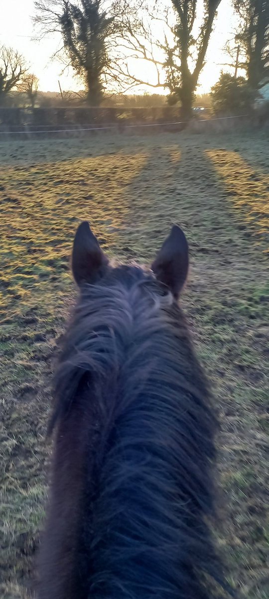 The Irish Horse Life tweet media