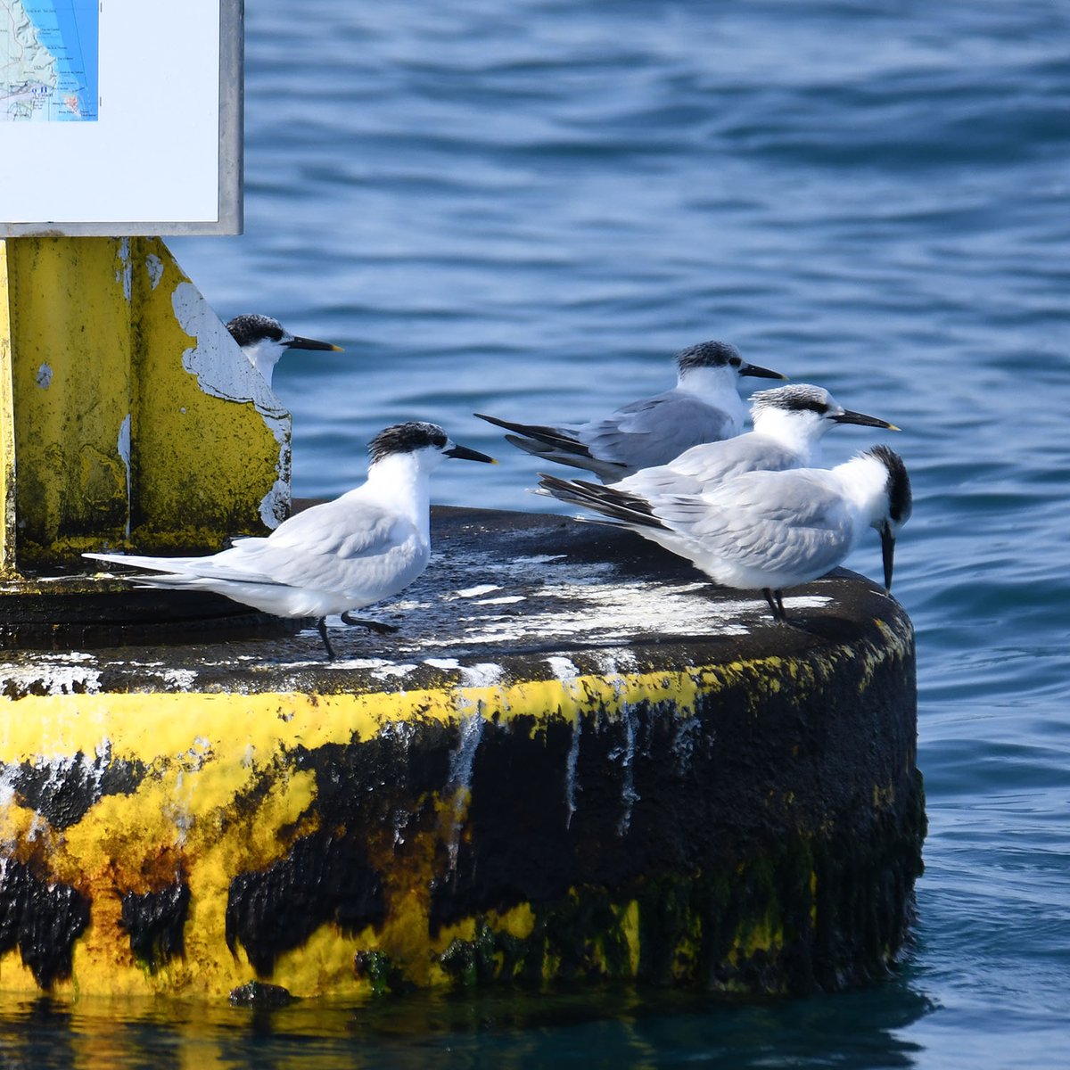 Els xatracs becllargs #Thasseus #sandvicensis presenten ara diferents graus de negror al capell, que serà tot negre aviat. El bec negre amb la punta blanca continua essent diagnòstic [Sandwich Terns are showing now different degrees of black feathering in the head]