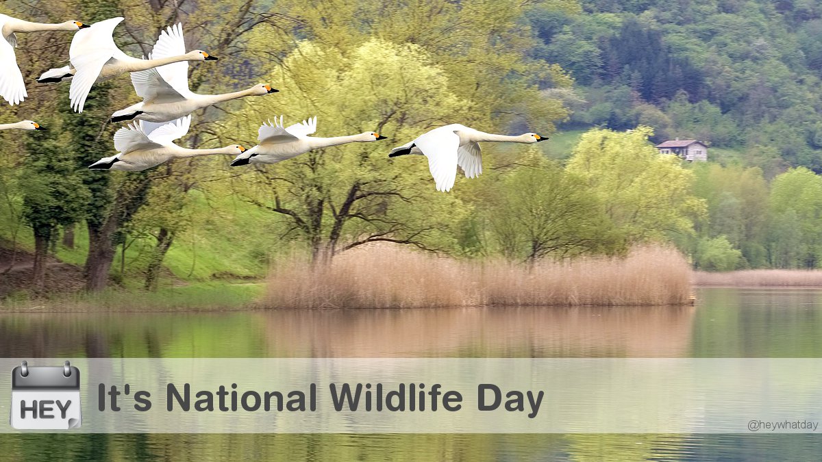 It's National Wildlife Day! 
#NationalWildlifeDay #WildlifeDay #Flock