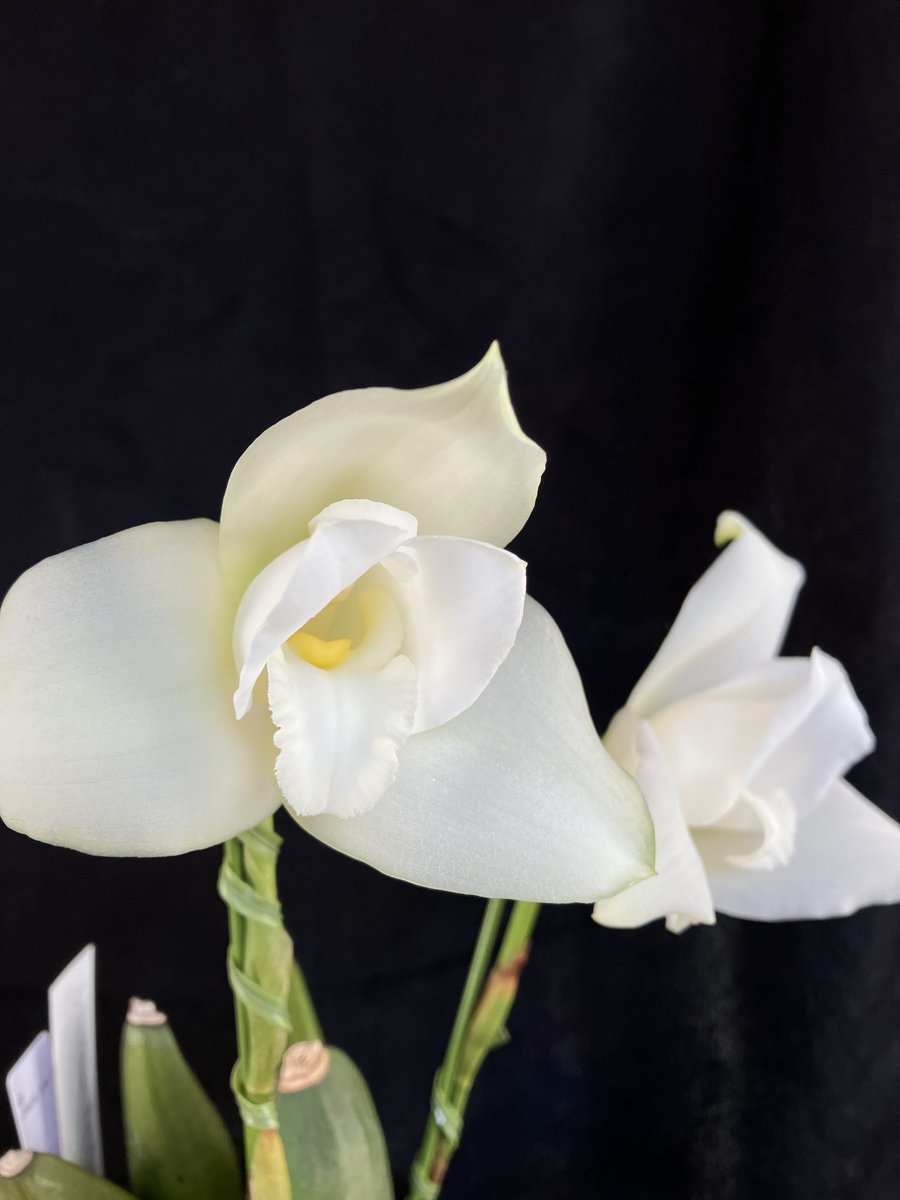 _Shunran's tweet photo. Lycaste Abou First Spring

左から NS 10 x 7 (cm), 10 x 7.5 (cm)
ずっと機嫌を損ねており、前回咲いたのが 2016年の3月。実に7年ぶりの開花。
#orchid #lycaste https://t.co/HHlmcaQZJ7