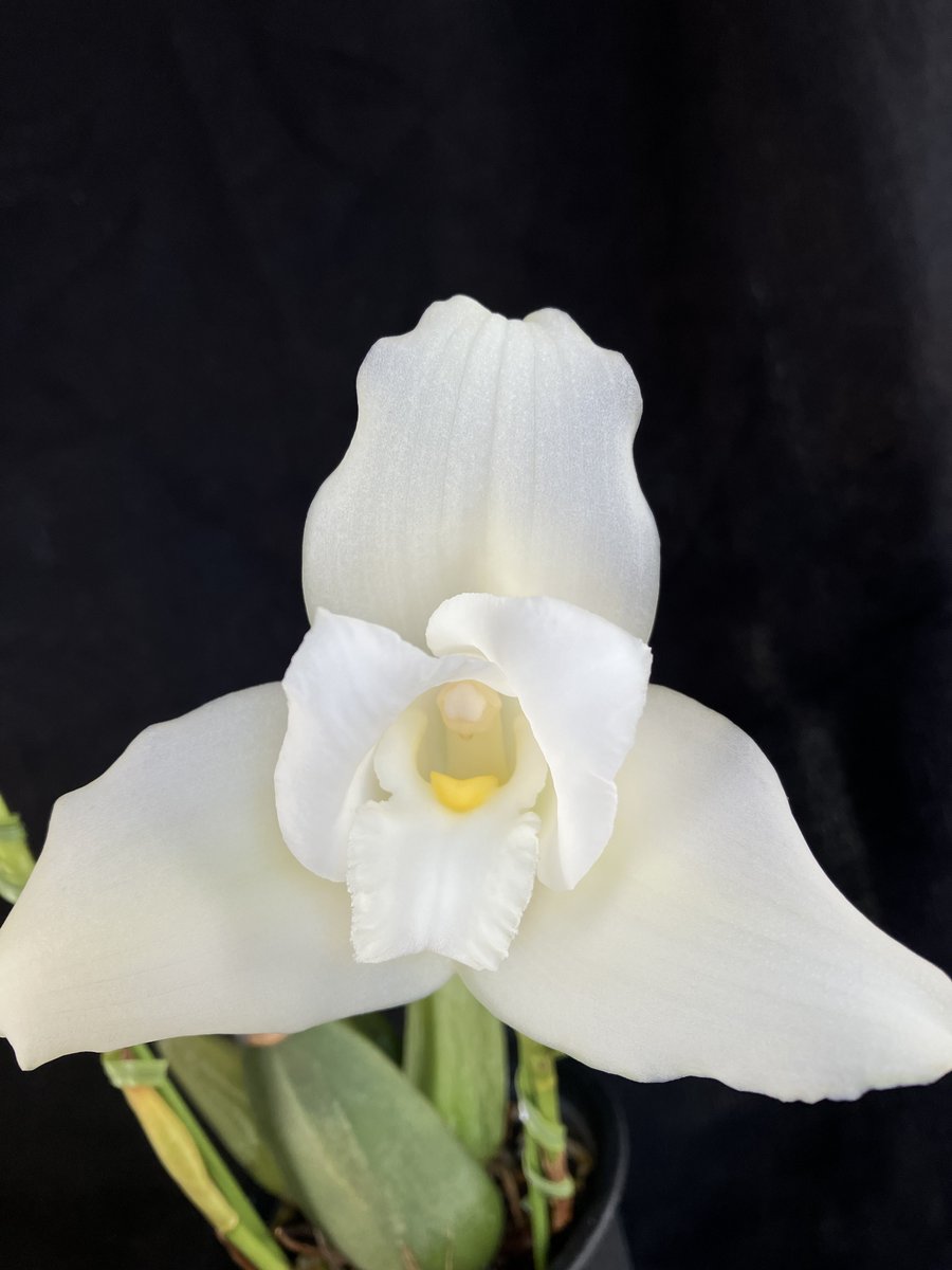 _Shunran's tweet photo. Lycaste Abou First Spring

左から NS 10 x 7 (cm), 10 x 7.5 (cm)
ずっと機嫌を損ねており、前回咲いたのが 2016年の3月。実に7年ぶりの開花。
#orchid #lycaste https://t.co/HHlmcaQZJ7