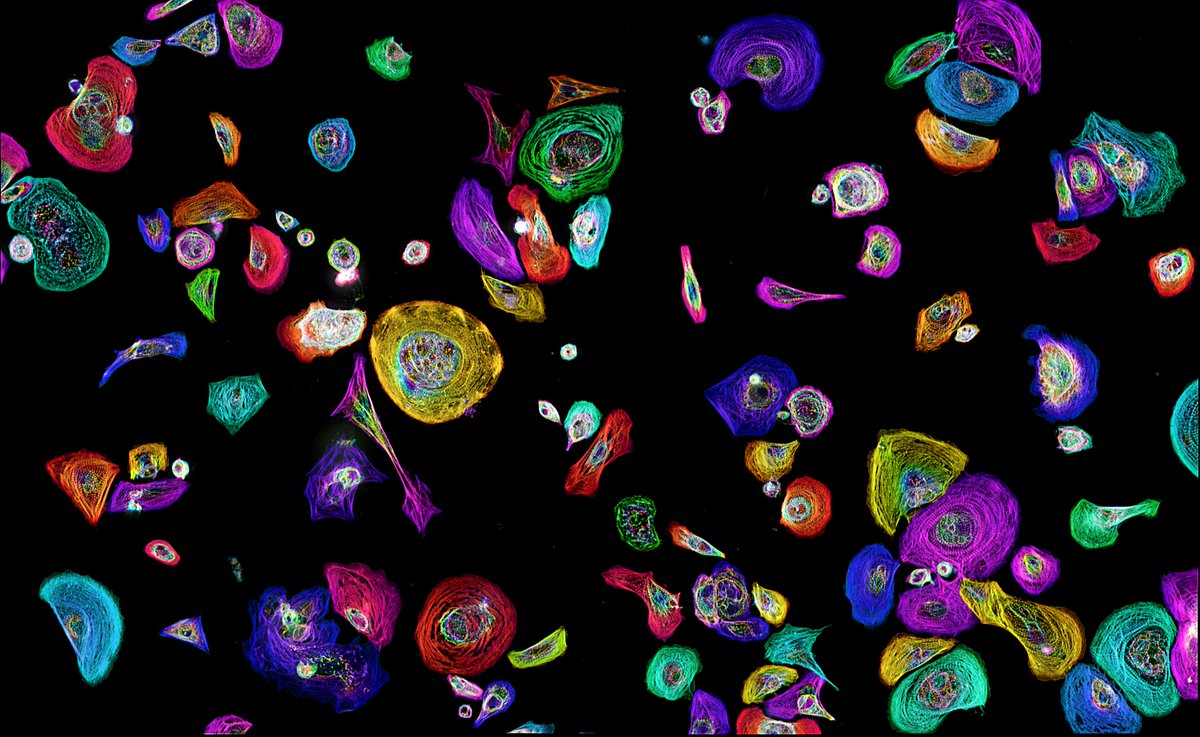 A galaxy of cells photographed through a microscope. #CellBiology