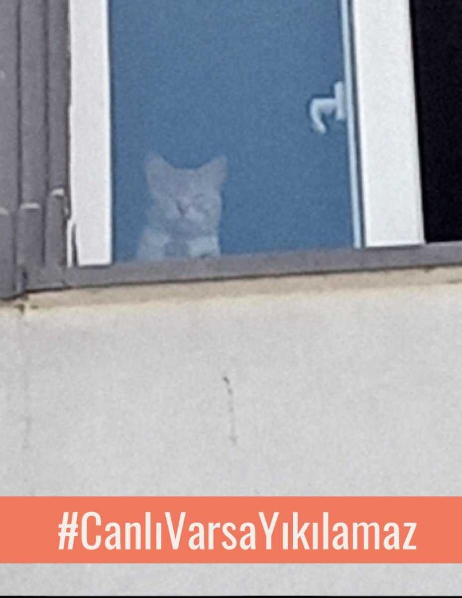 16 günün içine hiç bu kadar acıyı, üzüntüyü sığdırmamıştık sanırım, nefes bile alamadık.Senin kurtulman canım pisicik 2 dakika da olsa nefes aldıracak bize, insanlığa dair hiç umudumuz kalmadığı şu dönemde biraz umutlandıracak biliyorum. Kurtulmana ihtiyacımız var, n’olur kurtul