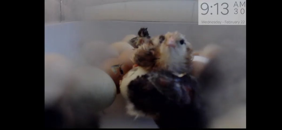 Collier Charter Academy tweet media