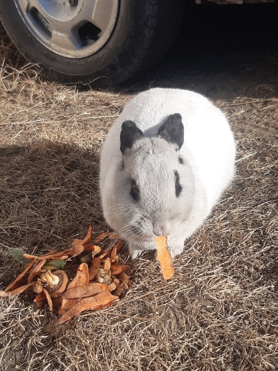 Үзэсгэлэнт хэмээх туулай жилийн сар шинийн мэнд ээ