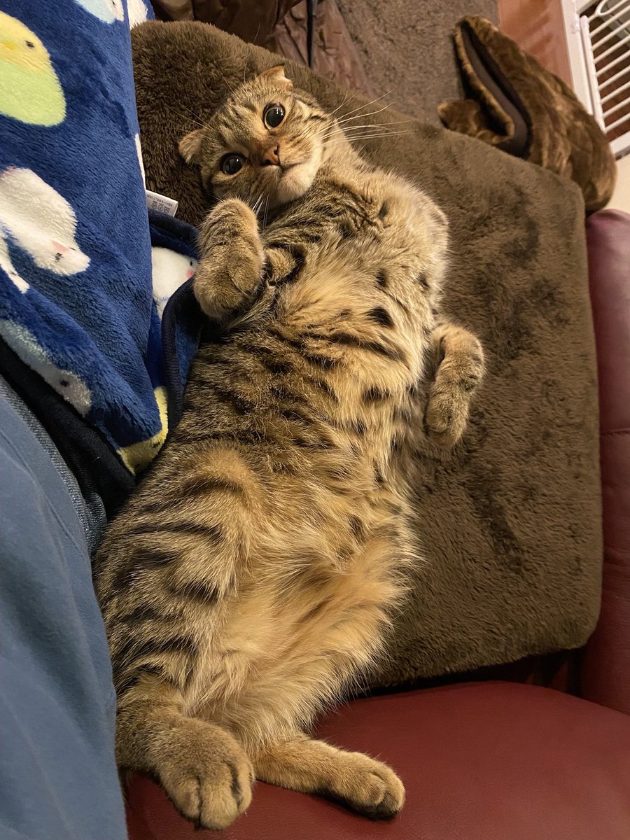 goriyun27's tweet photo. #猫の日
ねこの日だからむぎたんのお気に入りの写真載せておく☺️☺️ https://t.co/RSVg2T9vBi