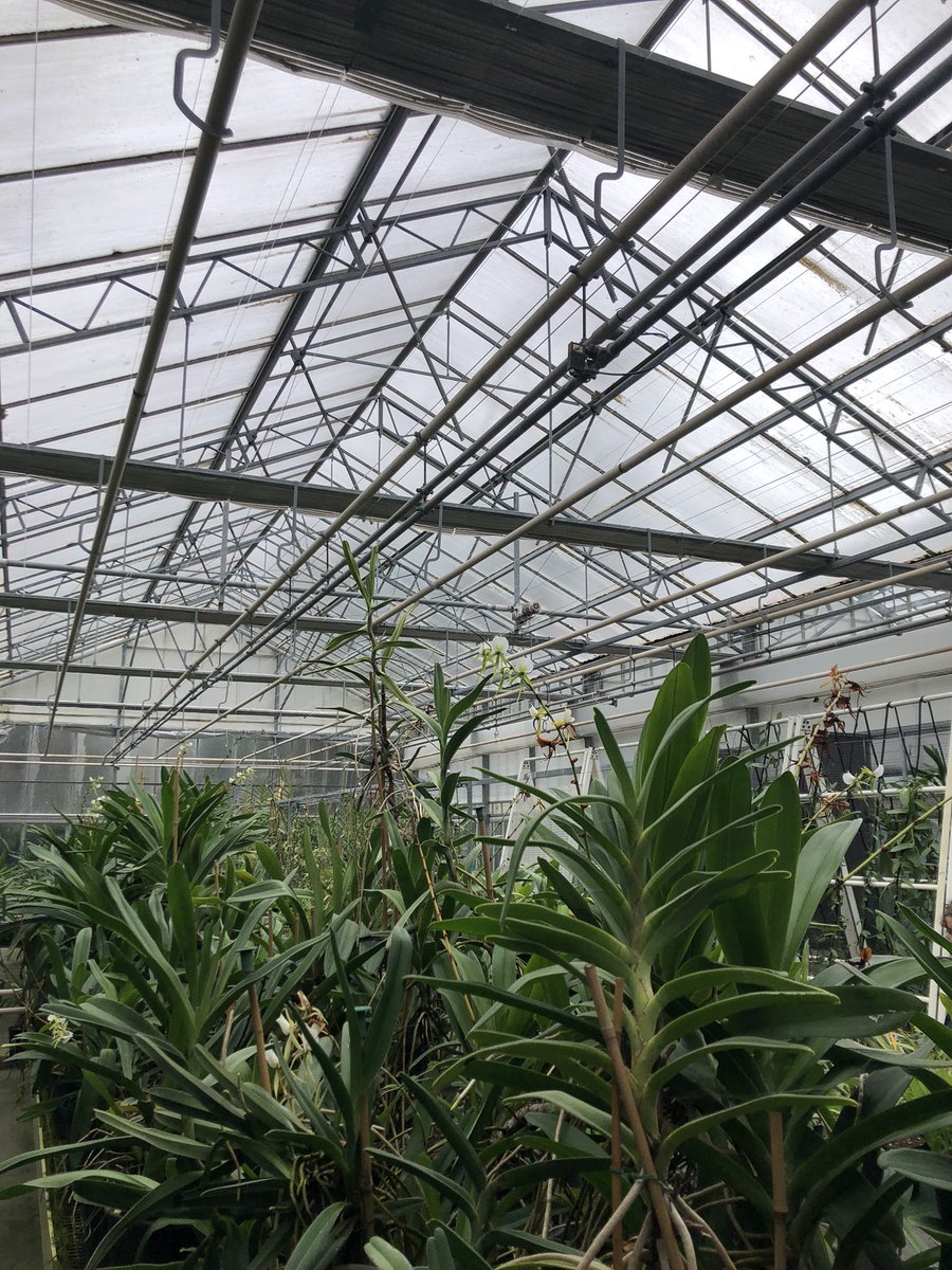 HettieMermaid's tweet photo. Having a great time at Kew’s conference “Avoiding plant blindness in conservation and 30x30 commitments” discussing all things #science #policy #NatureBasedSolutions #conservation and #biodiversity 

#PlantsFor30x30 https://t.co/RiqpYUX8Gb