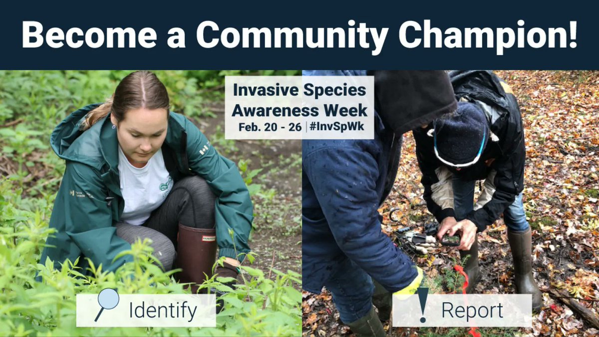 You can help protect Canada’s natural spaces by becoming a community champion for reporting invasive species and preventing their spread. See how community scientists make an impact and get involved: #InvSpWk