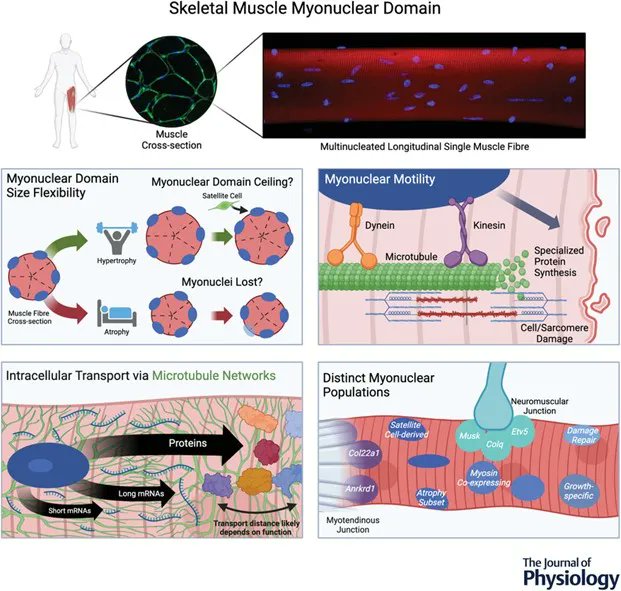 A #TopicalReview from <a href="/DrJimmyBagley/">Jimmy Bagley, PhD</a> (<a href="/SFSU/">SF State</a>), <a href="/lancetdenes/">Lance Denes</a> ( <a href="/nyugrossman/">NYU Grossman School of Medicine</a>), McCarthy (<a href="/UKYCMB/">UKY Center for Muscle Biology</a>), <a href="/EricTWang/">Eric T Wang</a> (<a href="/UFNeuroGenetics/">UF Center for NeuroGenetics</a>) and <a href="/KevinMurachPhD/">Kevin Murach</a> (<a href="/UARKHHPR/">UARK Health, Human Performance and Recreation</a>) discusses the past, present and future of the myonuclear domain in adult skeletal muscle fibres!
📜buff.ly/3S0AgDe