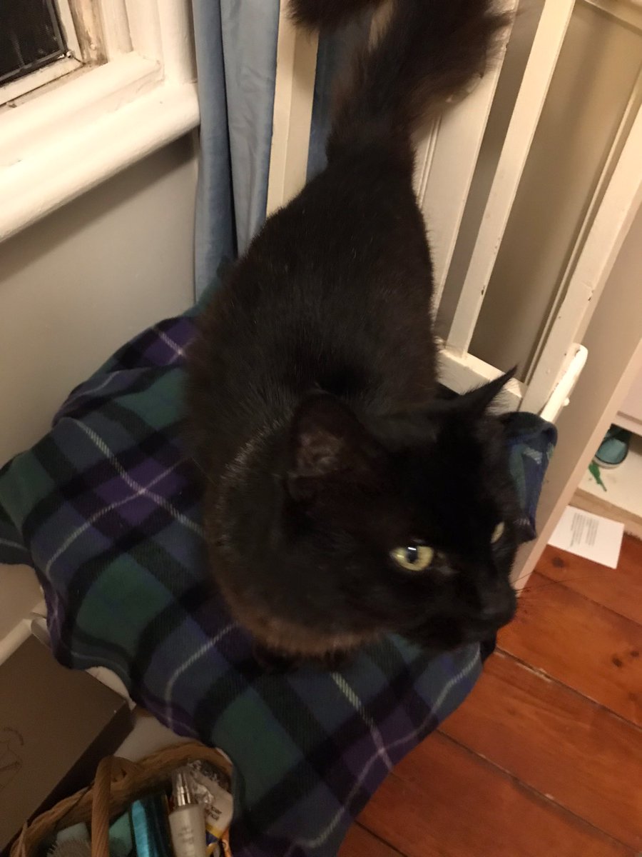 leafy_wild's tweet photo. Midnight comfy.
#CAT #CatsOfTwitter #CatsAndSoup #cat https://t.co/ZfJb7TF5M9