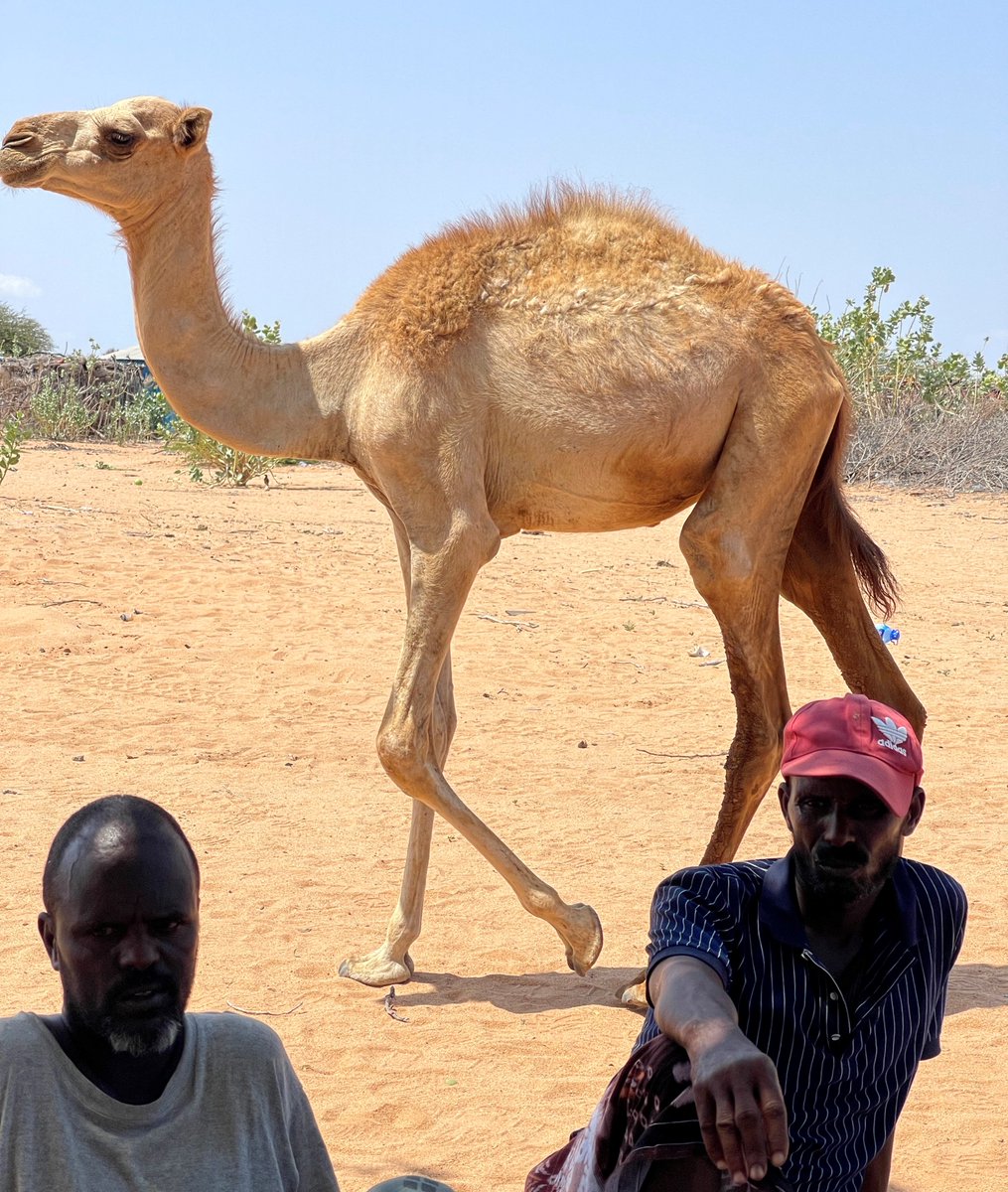 Happy #HumpDay from this Somali camel who couldn't be bothered to join our recent fisher focus group. Dromedary? More like DRAMAdary 🐪