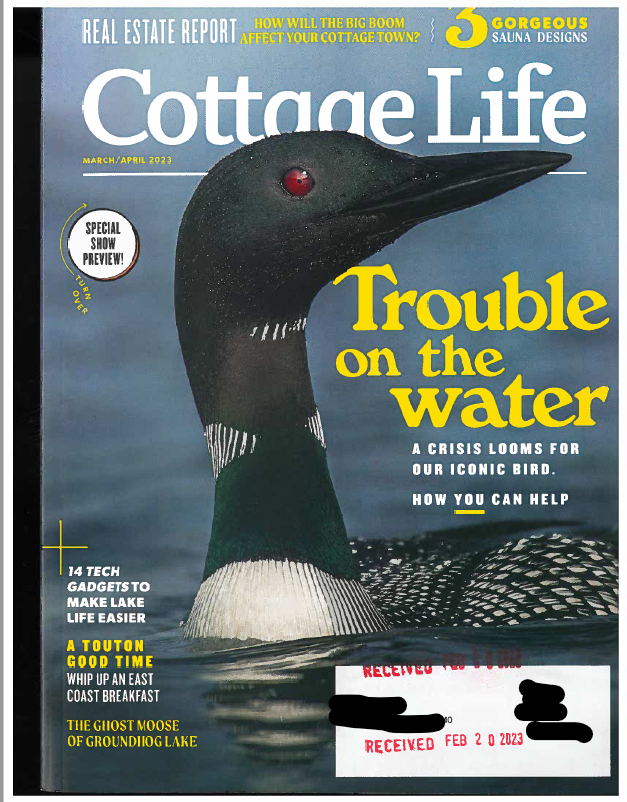 Volunteer4Birds's tweet photo. Our favourite #lake neighbours are on the cover of @cottagelife for the first time!  You can find the article at https://t.co/8nOiTruQ1u &amp; purchase a subscription (single issue, annual) via Cottagelife and/or the Cottagelife app. #lakes #freshwater #cottage #keepcommonbirdscommon https://t.co/6NNIxisGeK