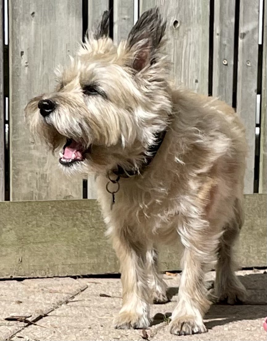 PJ Puppermum 🇨🇦 tweet media