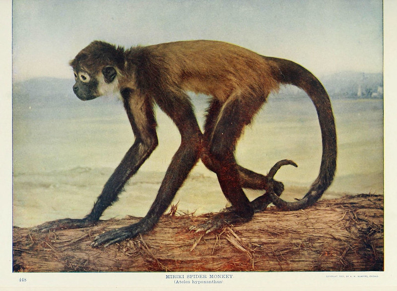 Nature neighbors, v.5. Chicago, American Audobon association, c. 1914