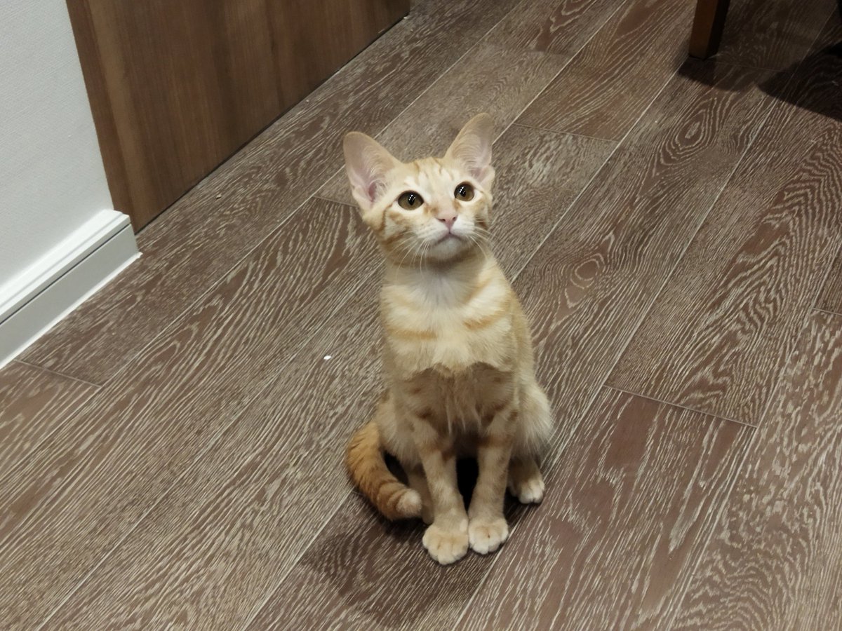 lalalanbirds's tweet photo. 預かり猫のモウちゃん。生後4ヶ月の女の子。キャットタワーでお気に入りの場所ができたみたいで朝起きたらここで寝てる(^^)2枚目は猫じゃらし待ちの顔。きゃわわ❤️
#里親募集中
#猫の日
#バンコク
猫ちゃんのお迎えをご検討中の方、DMください！ https://t.co/2rJSlWxqZv
