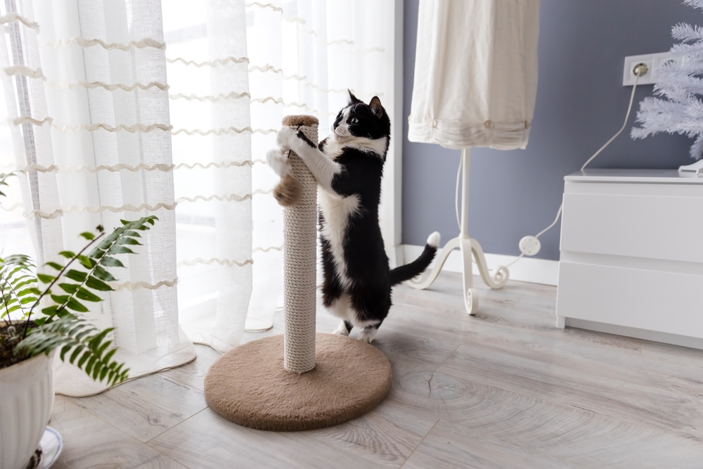 FamFriendsVet's tweet image. Scratching is a natural behavior for cats, provide them with sturdy scratching posts to protect your furniture. #catcaretips #scratchtime