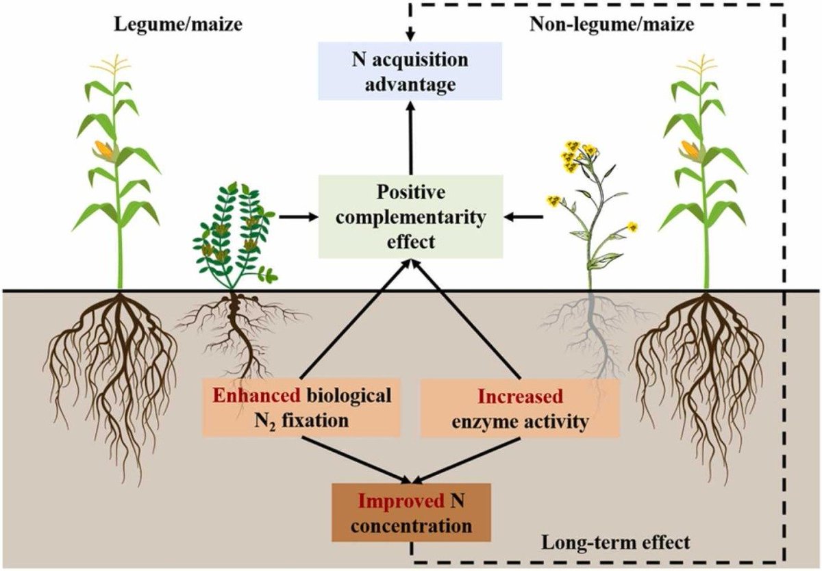 Los beneficios del intercultivo sobre la absorción de nitrógeno se manifiestan luego de 10 años y se explican por la fijación de nitrógeno por la leguminosa y por el efecto de la diversidad sobre la biología del suelo.
Experimento de 12 años en China.
doi.org/10.1016/j.fcr.…