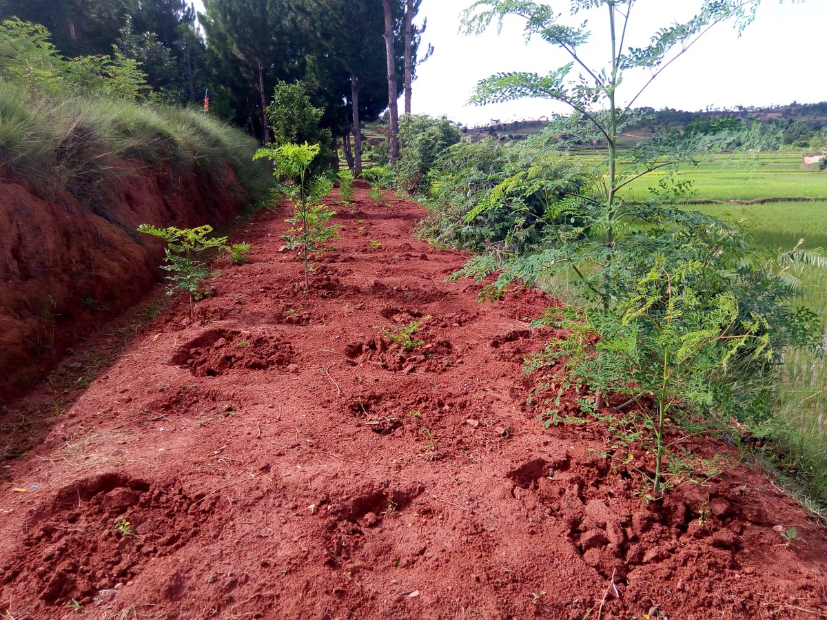 Amb la pluja, les plantes de moringa pugen i pugen, estem esperant el moment idoni per començar a tallar i a transformar. 
#ecologia #agriculture#MORINGA #Madagascar #complementalimentaire