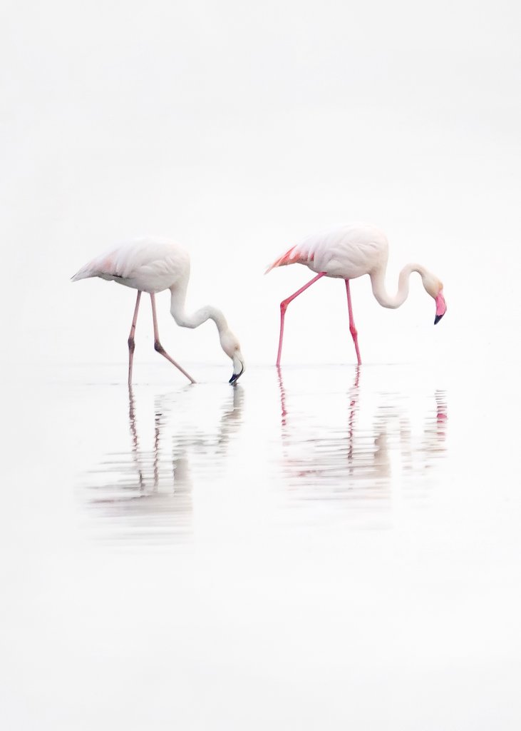 Aquests dies flamencs amb boira a la badia del Fangar.
<a href="/catexperience/">Catalunya Experience</a> <a href="/terresebretur/">Terres de l'Ebre</a> <a href="/TurismeLaRapita/">Turisme la Ràpita</a> <a href="/TurismeDeltebre/">Descobreix Deltebre</a> <a href="/lampollaturisme/">ampollaturisme</a>  <a href="/visitcatalonia/">Visit Catalonia</a> <a href="/SocEcoturista/">Ecoturisme Catalunya 💙</a> <a href="/PDE/">Defensa de l'Ebre</a>