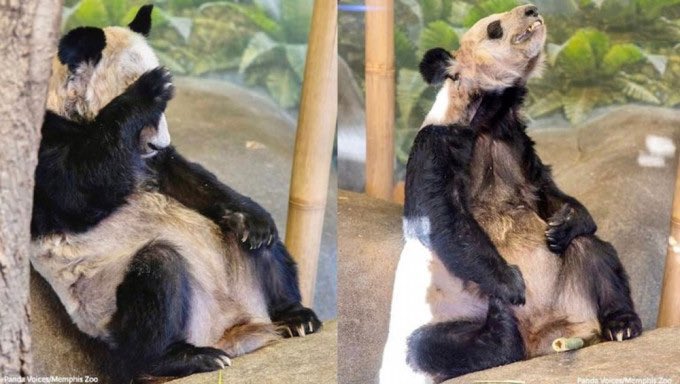 MandarinLab's tweet photo. Se ha levantado una polémica por el panda Yaya que se encuentra en el @MemphisZoo de EEUU. 
Luego de que las entiendas de protección animal acusaran de maltrato de los dos pandas, Lele y Yaya por fin iban a regresar a China en marzo. Pero el 03 de feb Lele muere en el zoológico. https://t.co/e8a37gu36H