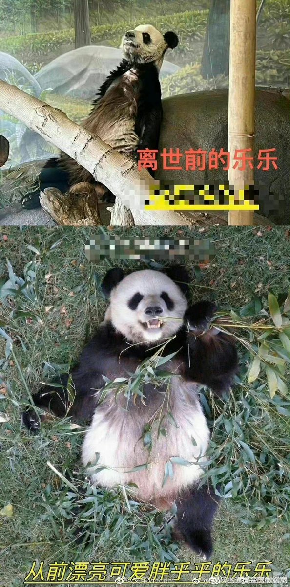 MandarinLab's tweet photo. Las fotos de Lele y Yaya antes de ir salir de China vs las fotos recientes en el zoológico de Memphis. Lele murió a la edad de 25 y Yaya solo tiene 22. https://t.co/oCLUTqlI8F