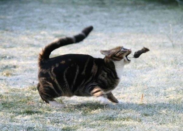 Rainmaker1973's tweet photo. You may not believe that your cat was born with a predatory instinct because it's a so playful critter, but it looks like cats are responsible for the global extinction of 33 animal species &amp; responsible for the deaths of 6.9-20.7 billion mammals annually https://t.co/6CtFl4voU6 https://t.co/qknrYndGCM