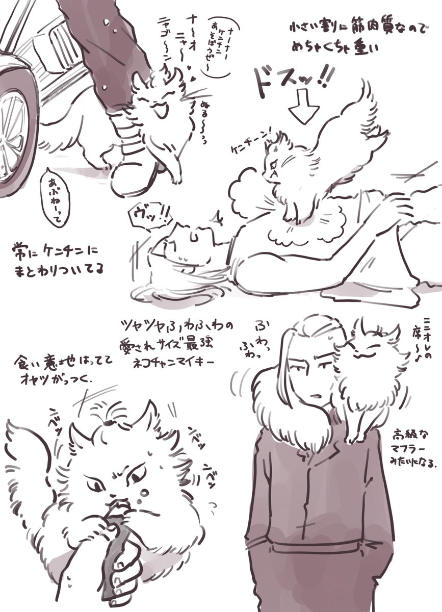 ネコチャンの日⁉️ ネコマイドラちゃん再掲🐱 