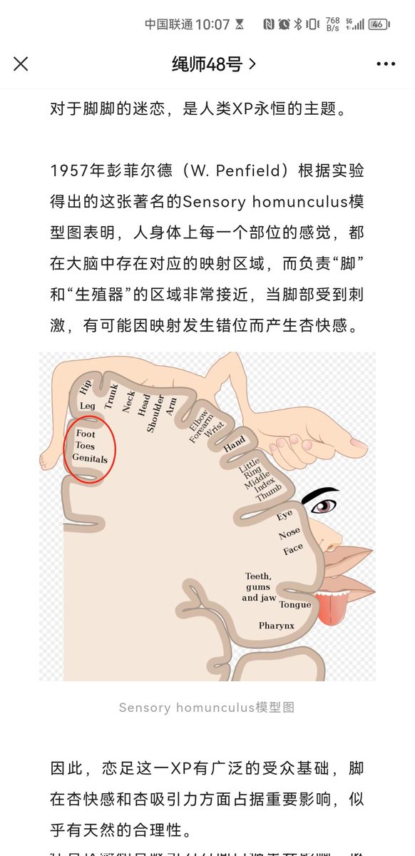 你们喜欢丝袜的原因找到了：因为“脚”和“生殖器”对应的大脑区域非常进，很容易发生错位刺激杏仁核产生性快感。