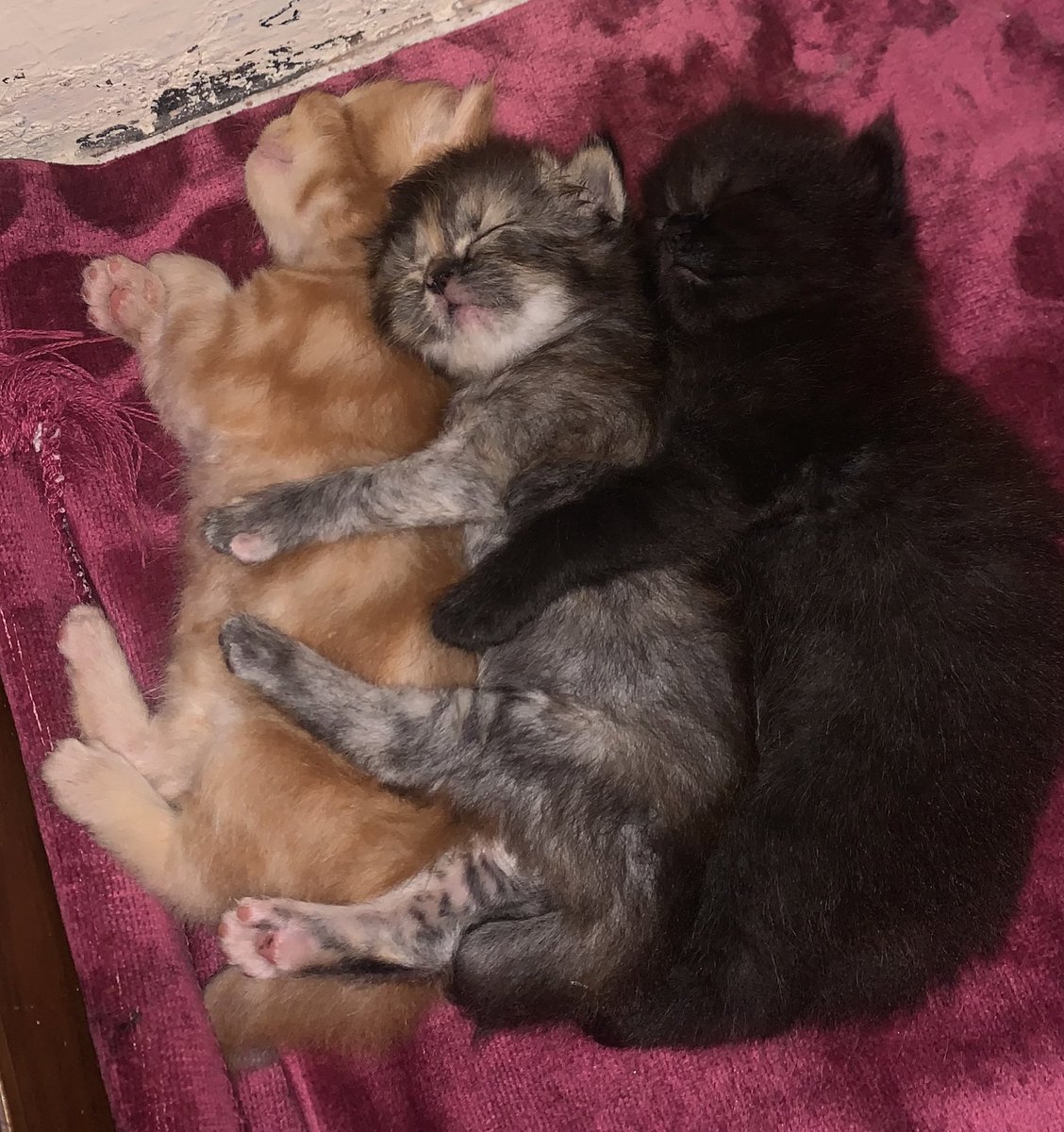 kochengfs's tweet photo. 🐈 berpelukaaaaan https://t.co/A8hYNoWCk0