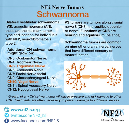nf2biosolution1's tweet photo. Midweek knowledge
Some info here about schwannomma tumours
#endNF2 #NF2awareness #neurofibromatosis type2
#NF2support #nf2 #nf2family #nf2warrior #LetstalkNF2 #NF2SWN
#nf2charity #nf2gene #nf2chromosome22 #nf2research
#nf2VS #nf2vestibulaschwannomma #nf2surgery #brainsurgery https://t.co/EOFTDTw87L