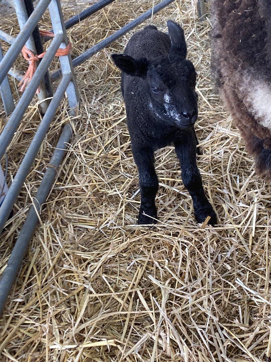 🐑 Farmer Dixon 🐐🐮🐓🐏🌿 tweet media