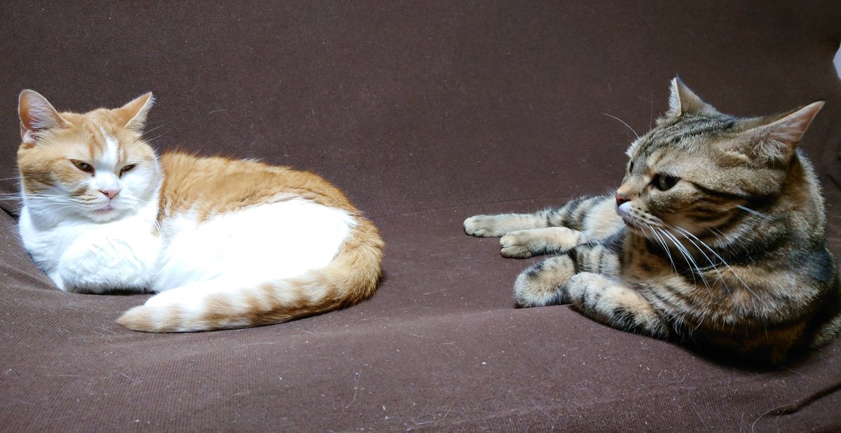 みんなでまったり過ごす猫の日😺