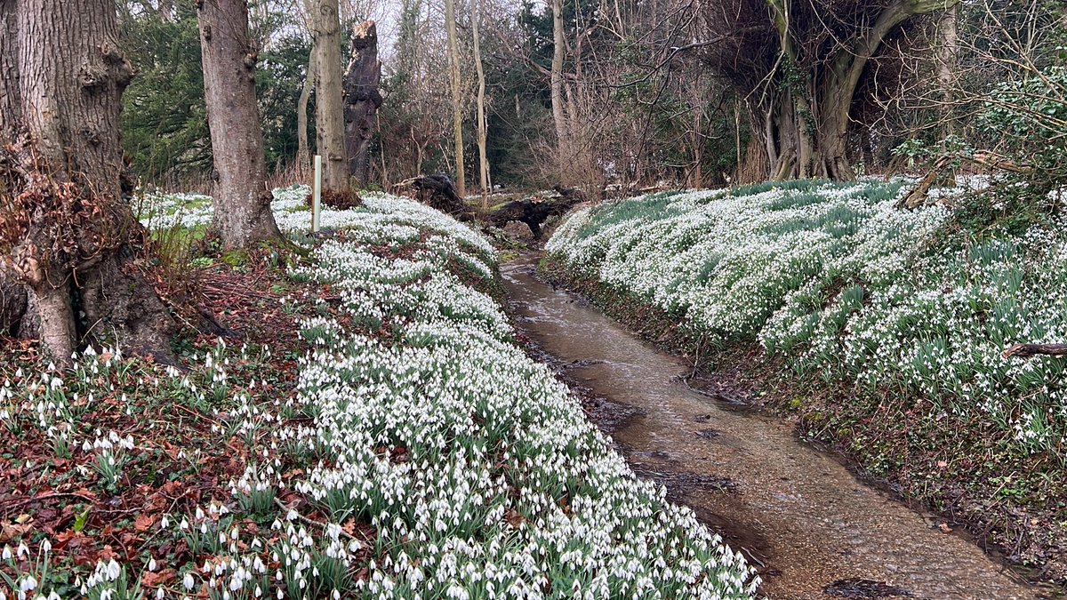 Anyone would have thought it had snowed here up on the @LincsWoldsAONB @southormsby #snowdropwalk #spring @LincChalkStream