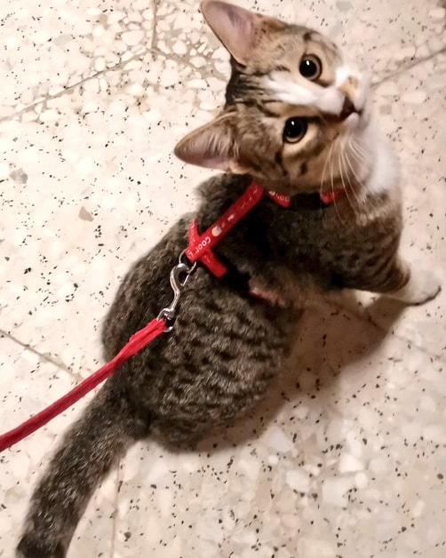 تبني عاجل جداً جداً جداً بالدمام
 عمرها أقل من سنه ومطعمة وسليمة ونشيطه ولعوبه جداً وغير معقمه
الشروط : الجديه ومخافه الله فيهآ وتعقيمها
#تبنى_لاتشتري #الرفق_بالحيوان #الدمام #الظهران_الخبر #قطط_للتبني #إنقاذ