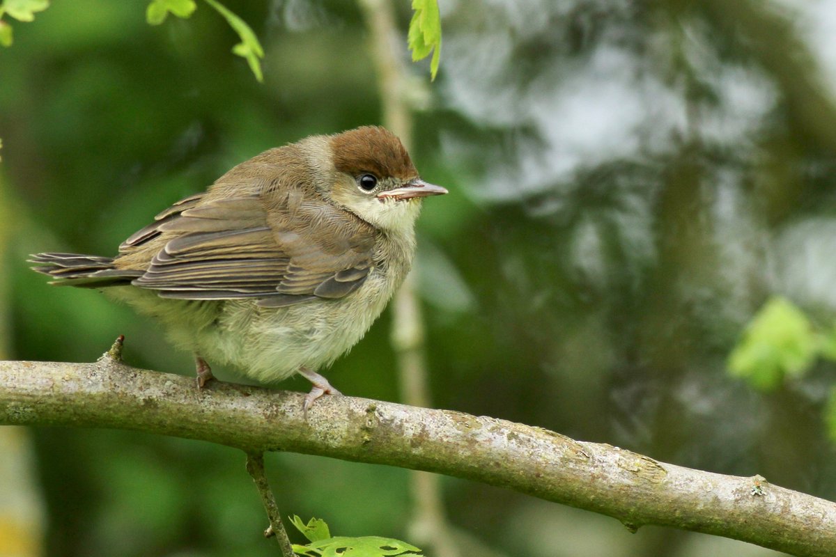 Nice to see this out today, “Naive songbirds show seasonally appropriate spring orientation in the laboratory despite having never completed first migration”. Perhaps worth a read for those interested in #migratory #inheritance and #philopatry in birds! 👀 royalsocietypublishing.org/doi/10.1098/rs…