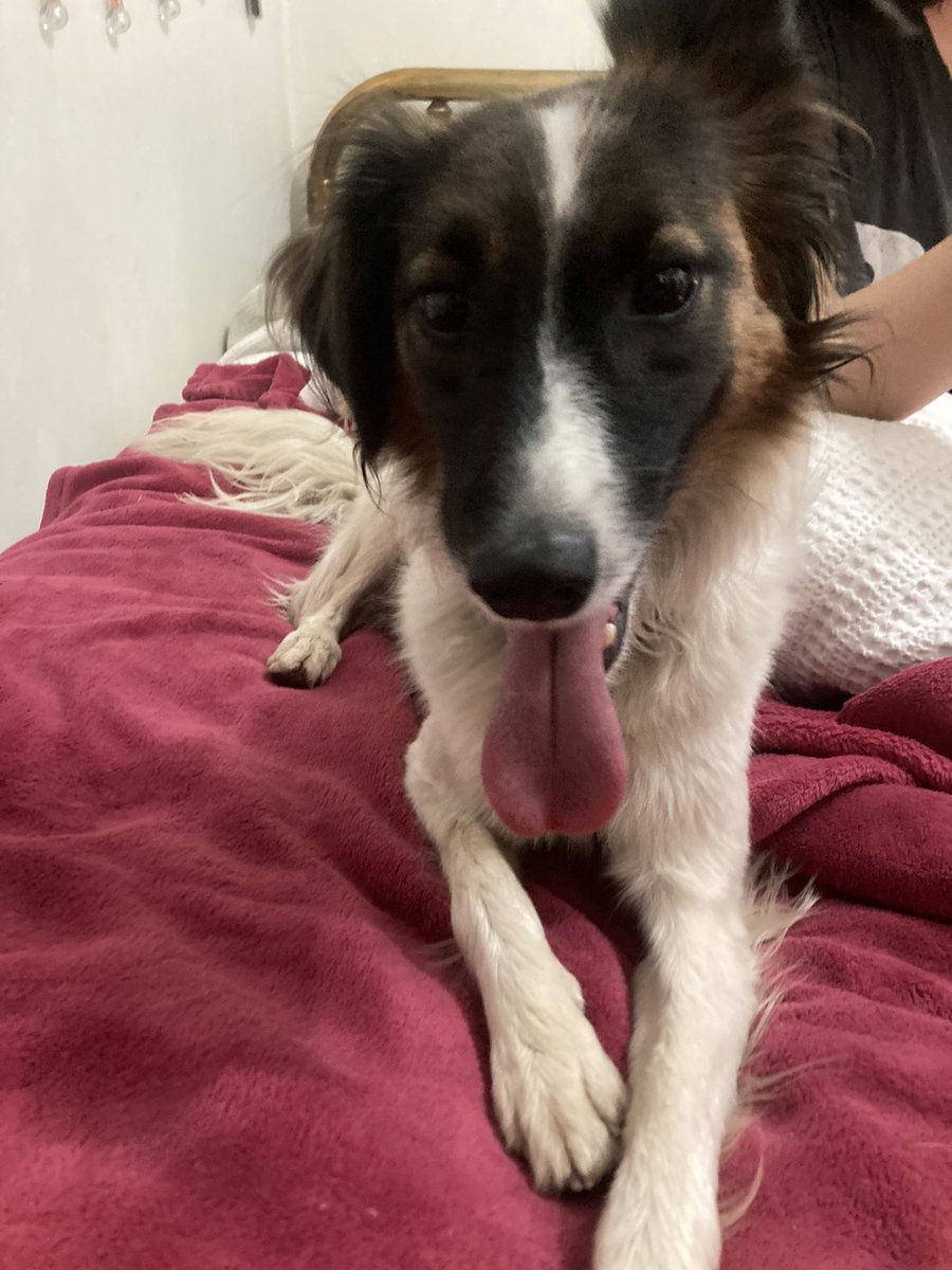 Amig@s, los milagros existen: apareció JUNI. Milagro de madrugada. Dos almas bondadosas lo vieron y lo retuvieron. Nos llamaron y sí era nuestro quiltro amado. Ya está en casa, después de 50 días y no podemos más de la felicidad. Siento que se me sale el corazón de la emoción.